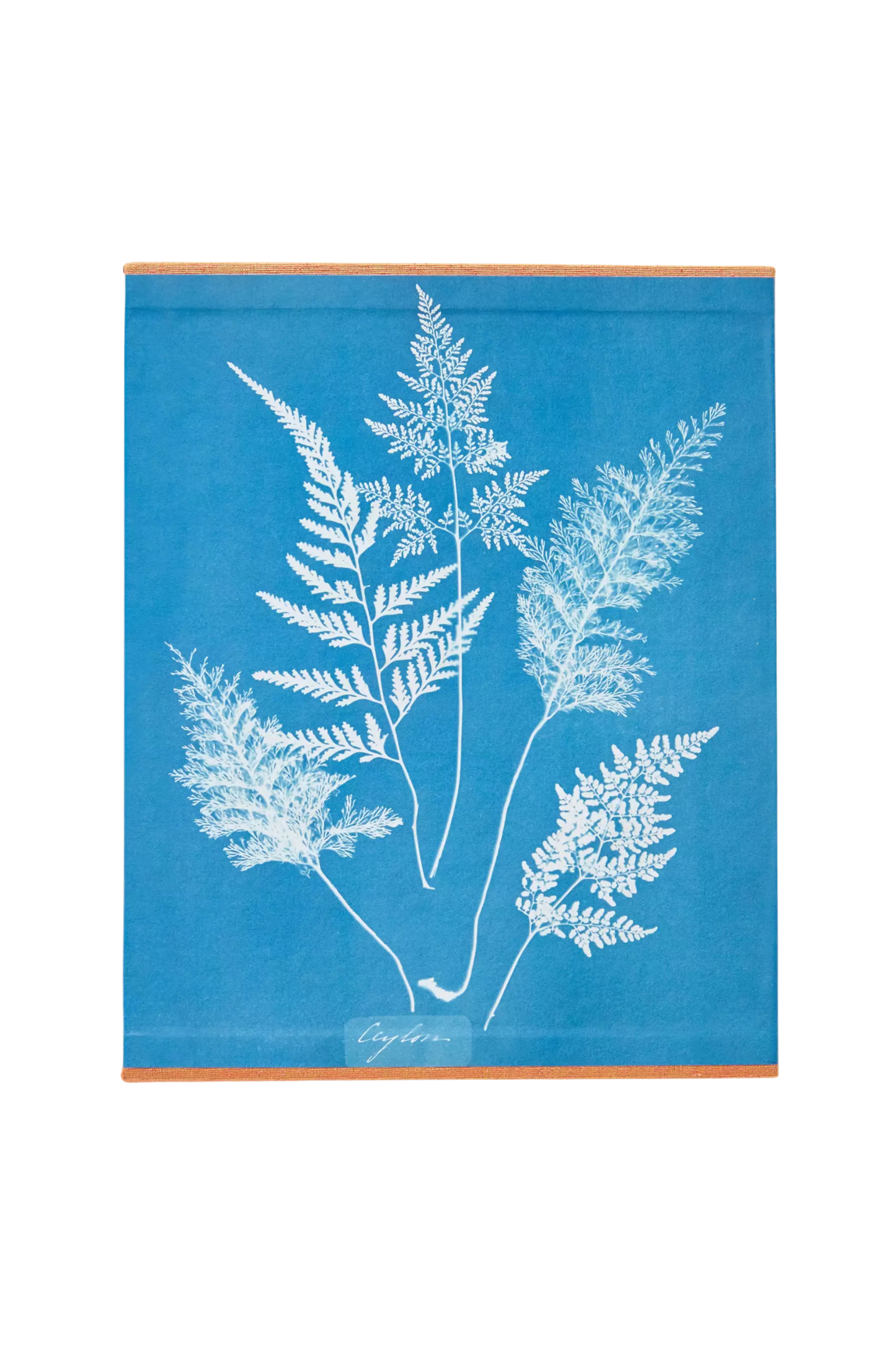 TASCHEN Cyanotypes