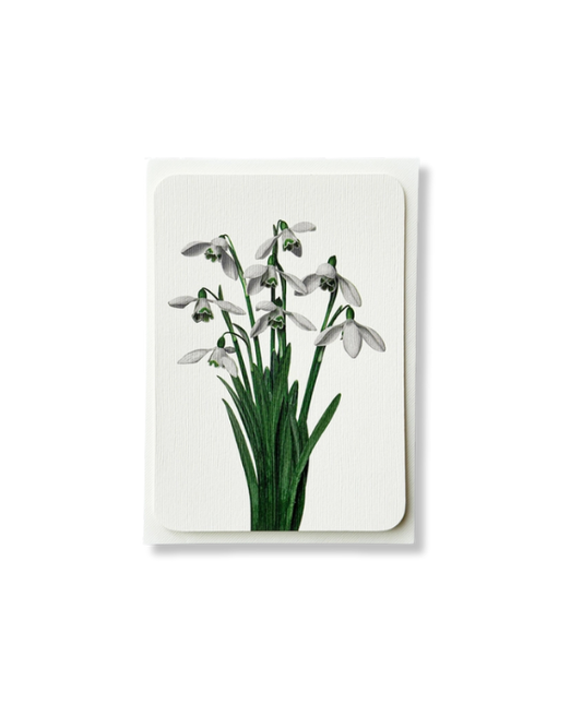 CANONBURY PRESS Snowdrops Greeting Card